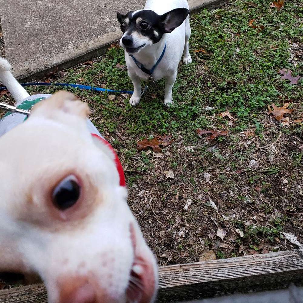 Meet lulu foreground and duncan Both rat terriers are taking turns receiving treats from the neighbor in the next complex Very patient playmates