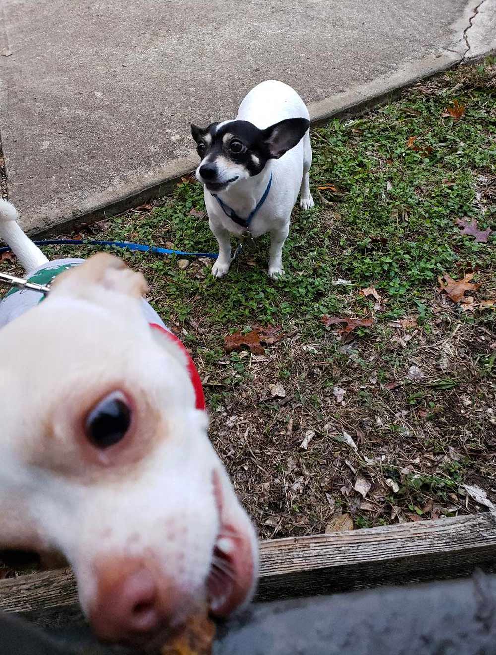 Meet LuLu (foreground) and Duncan. Both Rat Terriers, are taking turns receiving treats from the neighbor in the next complex. Very patient playmates!