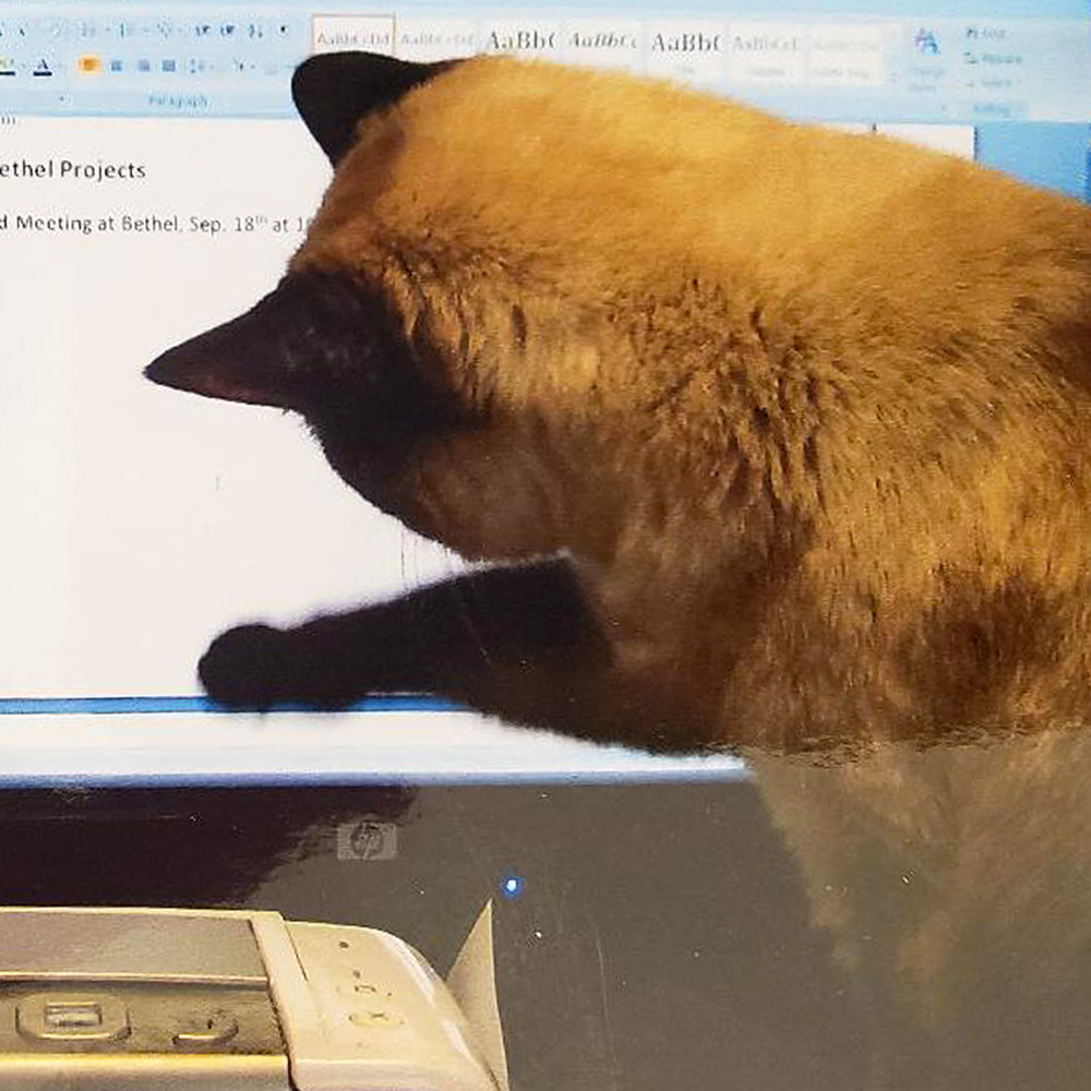 For this weeks pet pal we are revisiting ke ke leo and leettas precocious siamese cat in culbertson mt Leo was working at home as many of us are nowadays and ke ke just had to jump up on the desk and chase the cursor on the screen such a silly girl