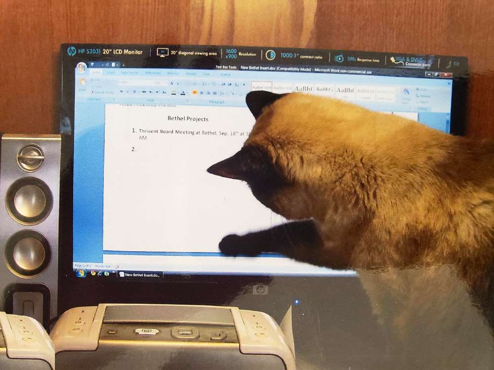For this week’s Pet Pal, we are revisiting Ke-Ke, Leo and LeEtta’s precocious Siamese cat, in Culbertson, MT. Leo was working at home, as many of us are nowadays, and Ke-Ke just had to jump up on the desk and chase the cursor on the screen – such a silly girl!