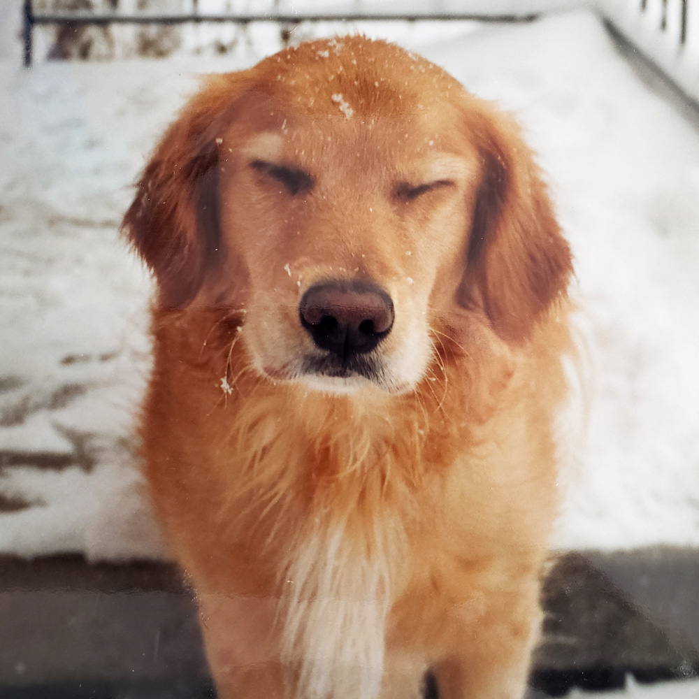 Dear readers meet dodge He is leigh b s of ohio lab mix and he looks like hes ready to get out of dodge as it were the cold and snow of january