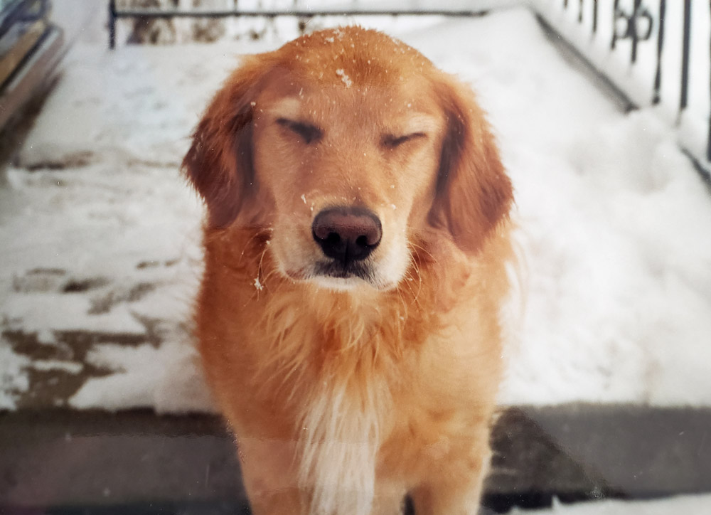 Dear Readers: Meet Dodge. He is Leigh B.'s (of Ohio) lab mix, and he looks like he's ready to "get out of Dodge" as it were - the cold and snow of January!