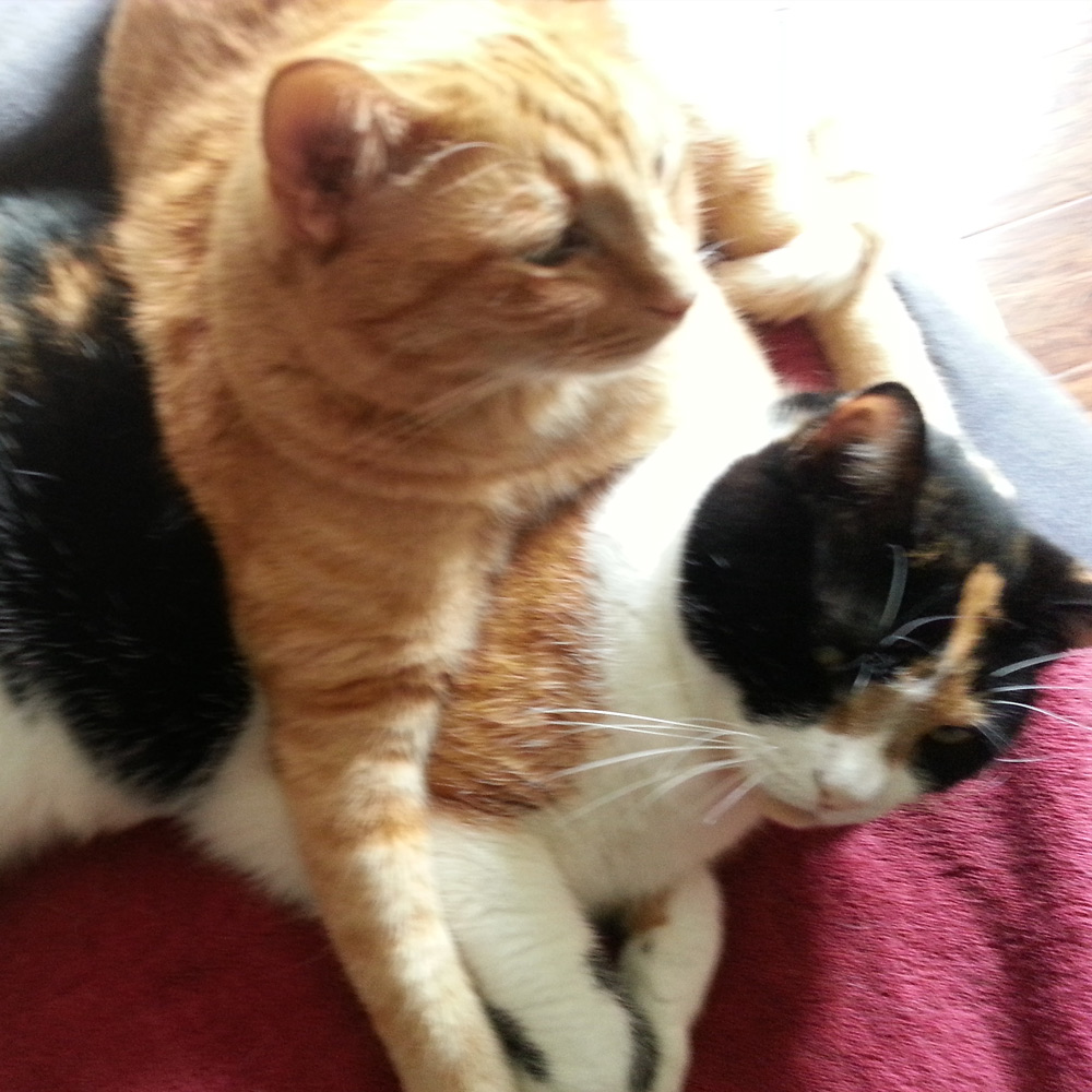 Gary p In laguna hills ca sent a picture of his cats max and coco relaxing on top of each other