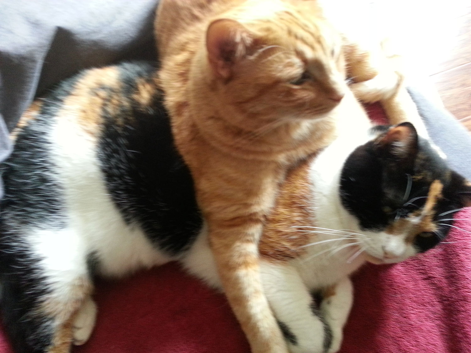 Gary P. in Laguna Hills, CA sent a picture of his cats Max and Coco, relaxing, on top of each other? 