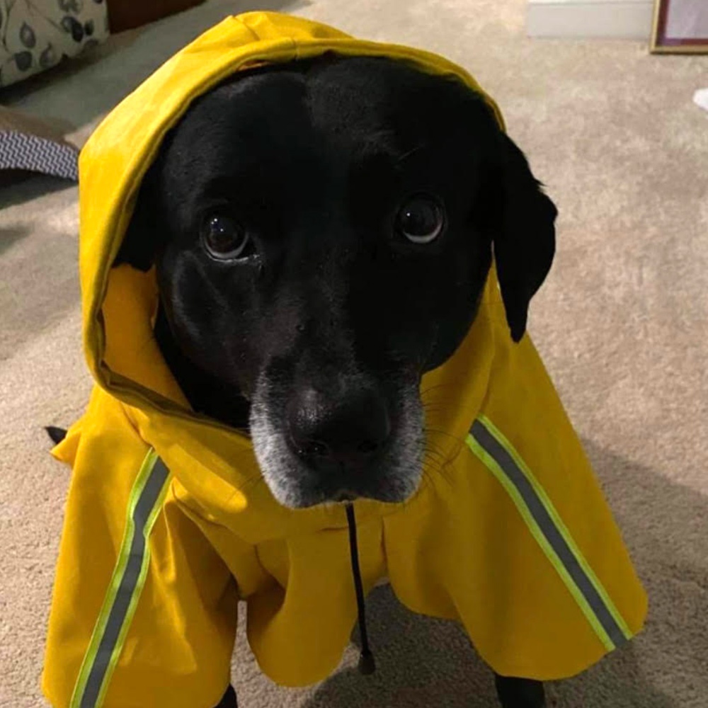 Meet gracie adopted from georgia ready to brave the new england weather sporting an adorable raincoat