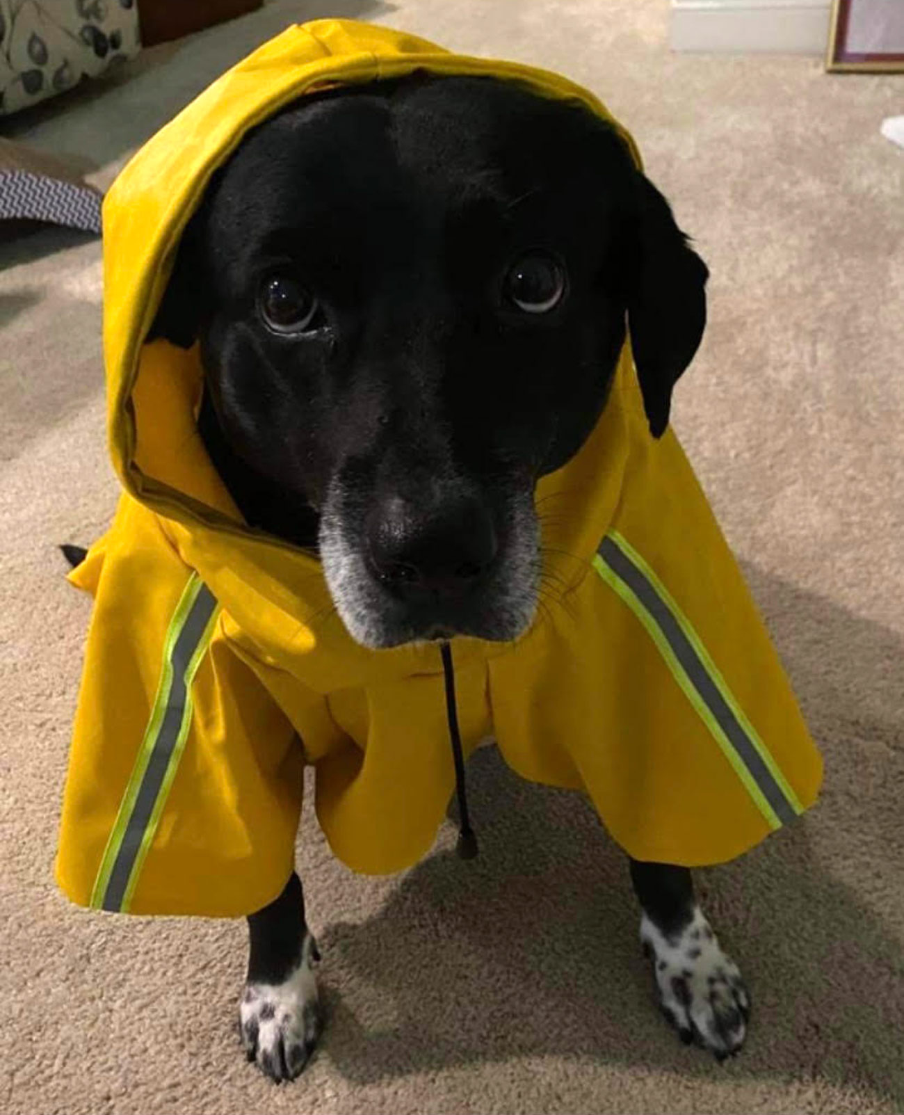 Meet Gracie, adopted from Georgia, ready to brave the New England weather, sporting an adorable raincoat.