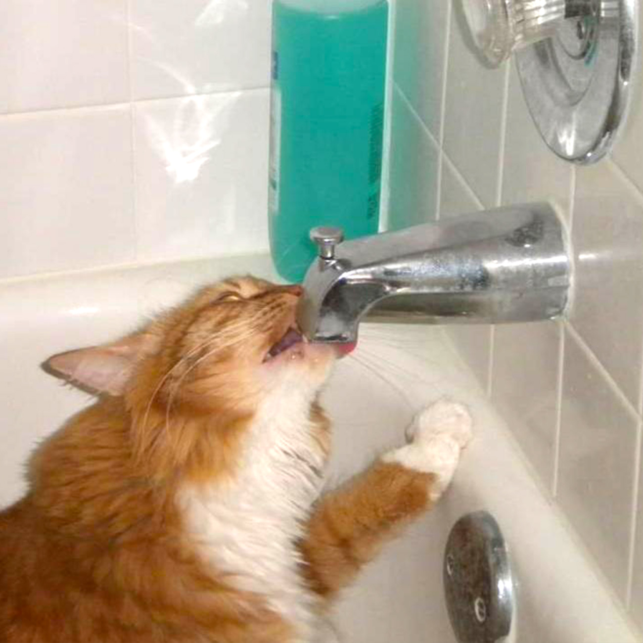 Meet mr Kitty Hes one of our favorite pet pals hes getting a drink from the bathtub spigot