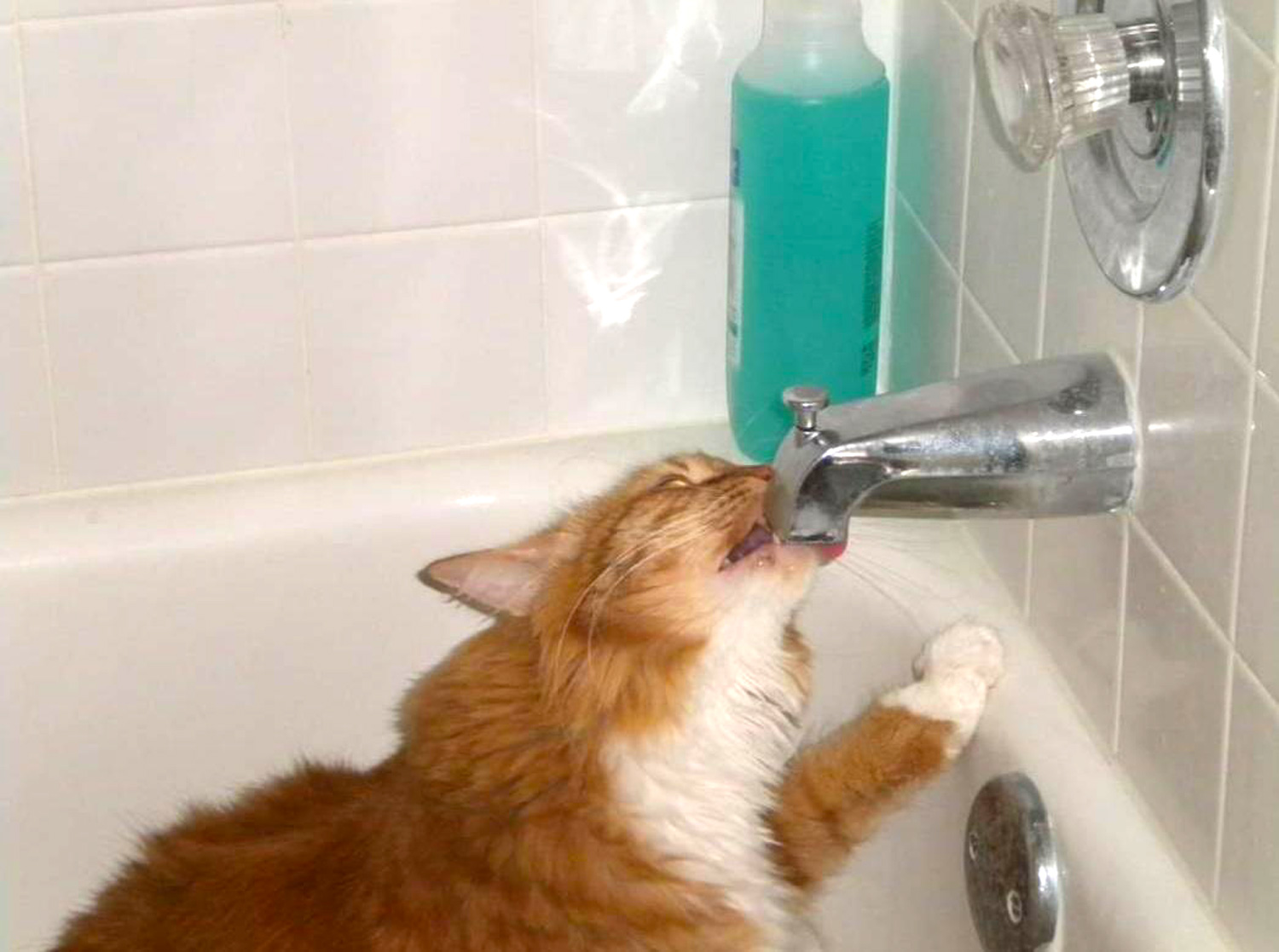 Meet Mr. Kitty. He’s one of our favorite Pet Pals – he’s getting a drink from the bathtub spigot!