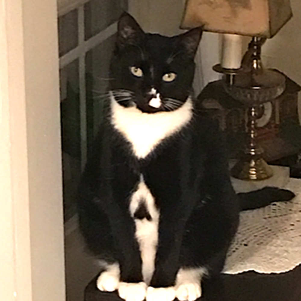 Meet ace Hes a year old tuxedo cat who has a unique black heart on his tummy and a white thumbs up on his nose