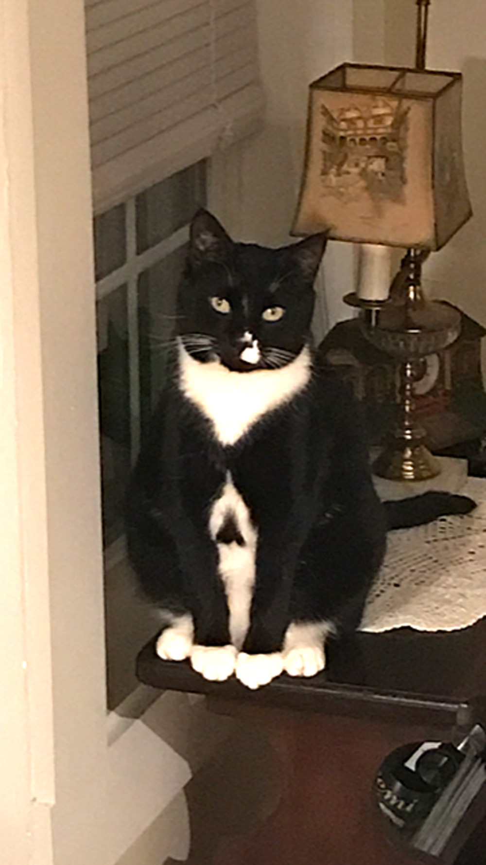 Meet Ace. He’s a 9-year-old tuxedo cat who has a unique black heart on his tummy and a white “thumbs up” on his nose.