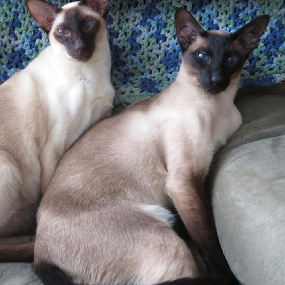 Here is a picture of our two siamese hamish who is a chocolate point and angus a seal point enjoying a winter day in the recliner