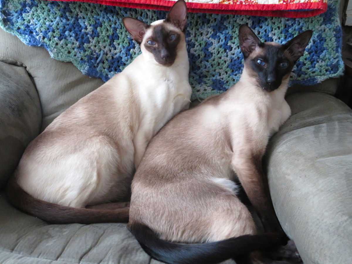 Here is a picture of our two Siamese, Hamish who is a chocolate point, and Angus, a seal point enjoying a winter day in the recliner.