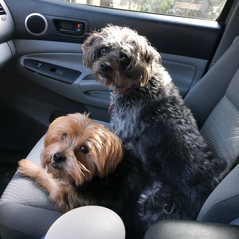 Meet manny and penny All dog mom peggy z Needs to say is who wants to go for a ride and open the door
