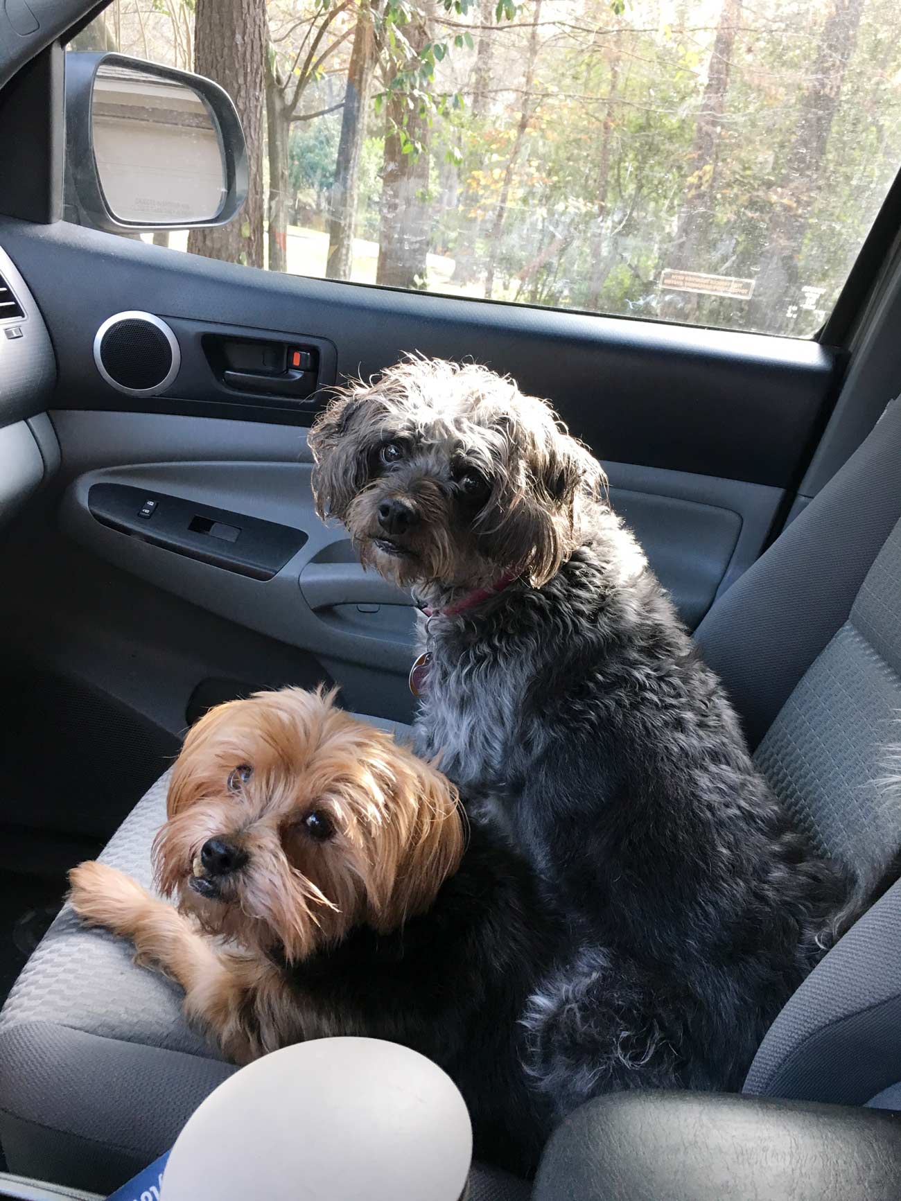 Meet Manny and Penny! All dog mom Peggy Z. needs to say is “who wants to go for a ride?” and open the door.