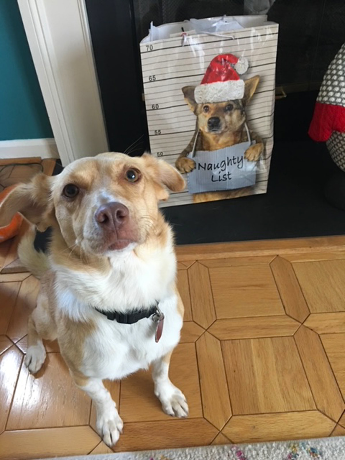 Meet Angie C.’s Run Away Ruby. Two days after she adopted Ruby, in September of 2020, Ruby escaped from the yard and traveled two miles before being picked up by the police. For this, Ruby landed on Santa’s Naughty List!