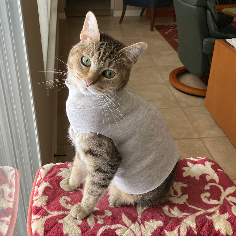 Meet abby the tabby perched and ready for bird watching in her cute sweater A cat in clothes
