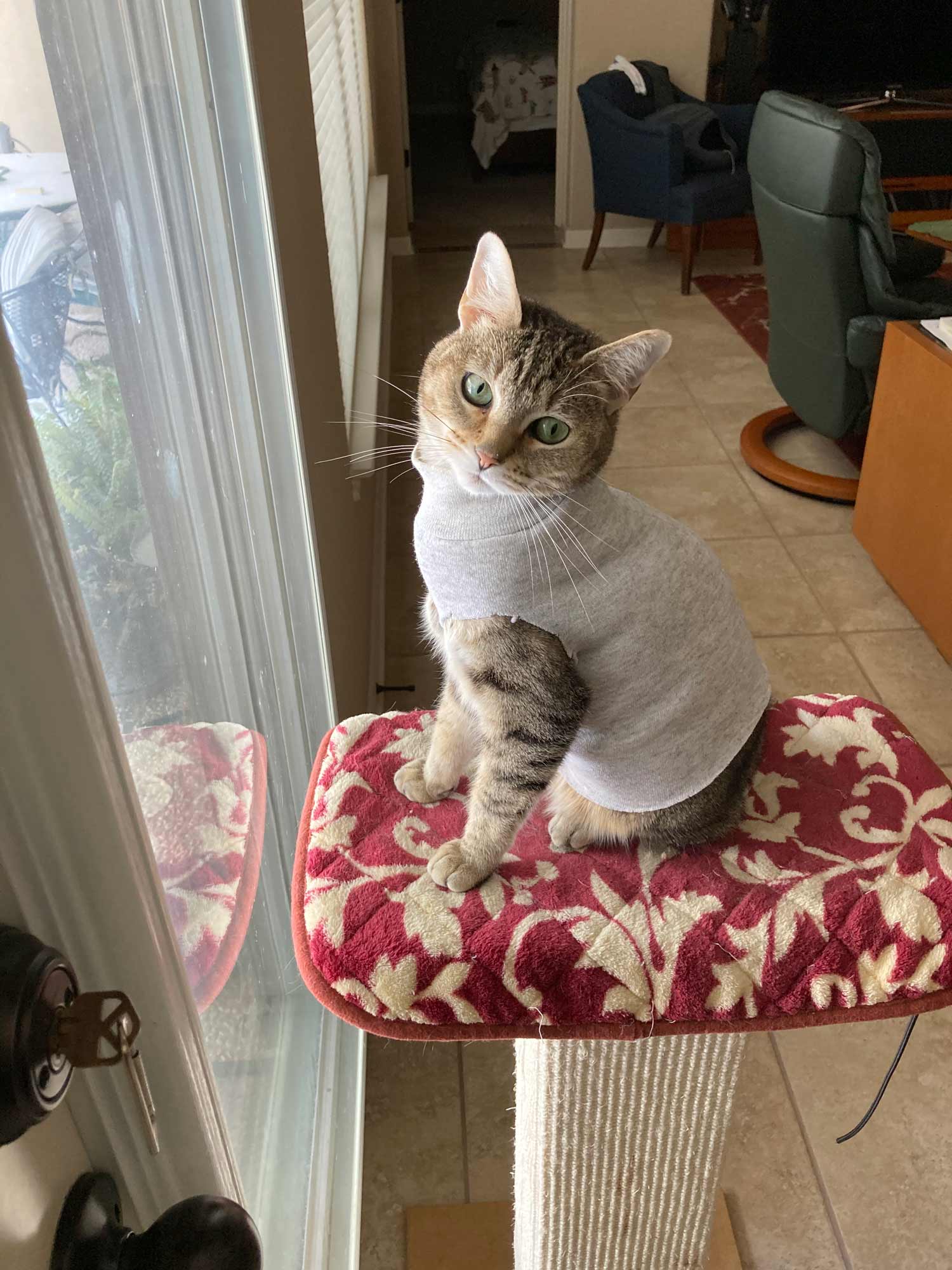 Meet Abby the Tabby, perched and ready for bird watching in her cute sweater. A cat in clothes!