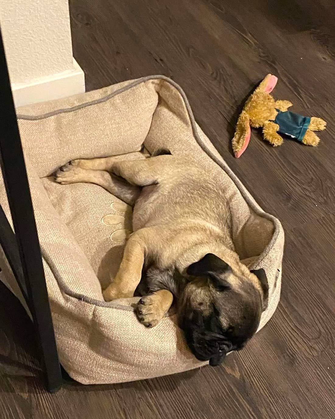 Meet Brodie. He’s a pug puppy – a crazy Lil dude – according to San Antonio, TX dog mom Jessica and her son Gavin.