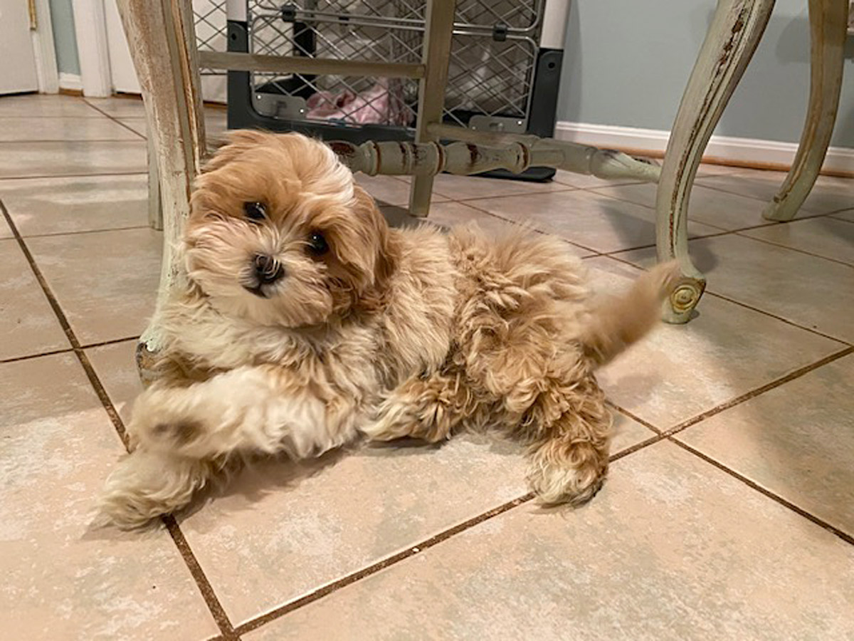 Here's our new puppy Georgie. She's a very sweet Shihpoo (Shitzu Poodle).