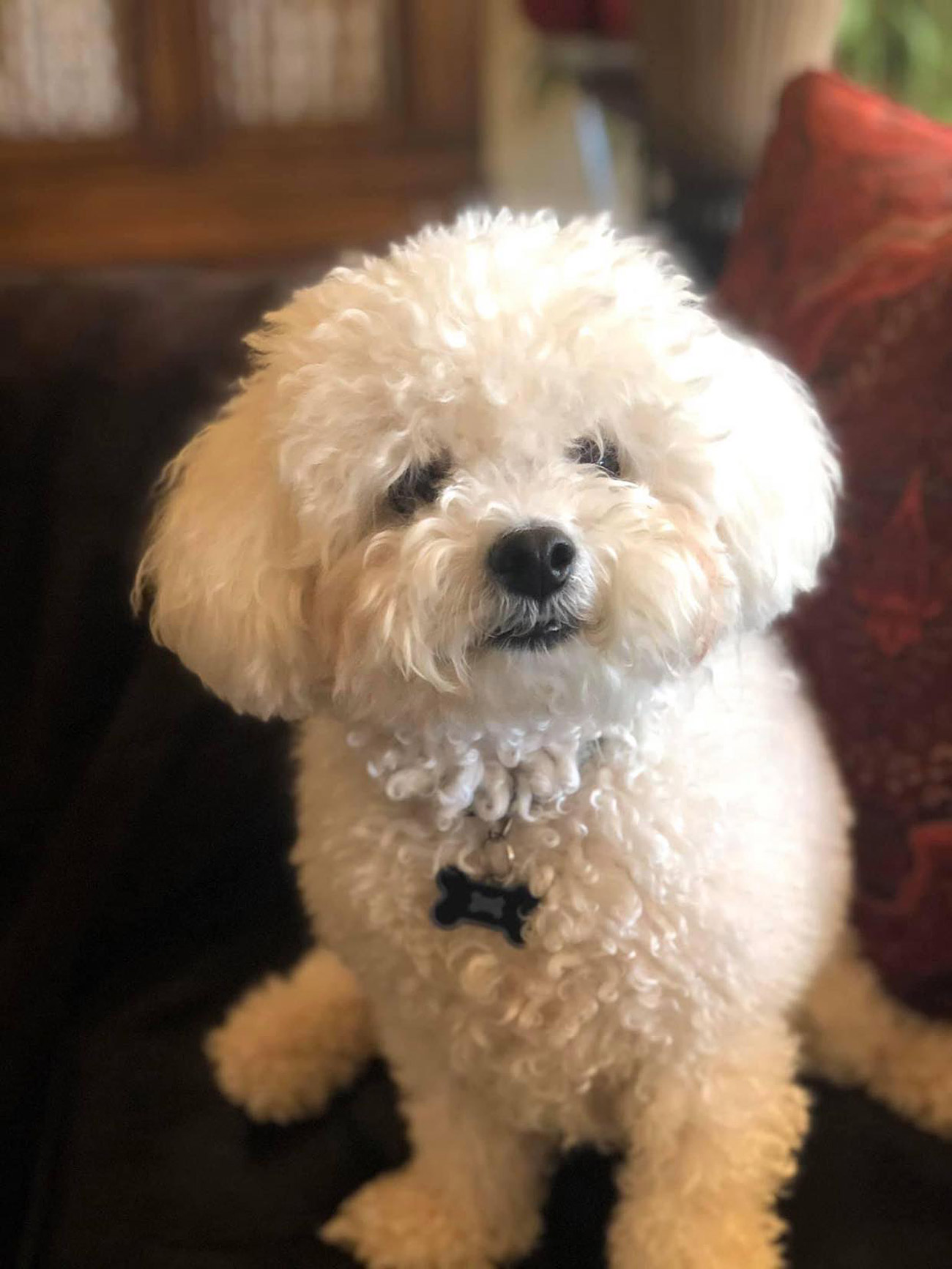 Meet Karen G. from San Antonio, Texas and her almost-five-year-old Bichon Frise, Tucker! Her family has a long-standing tradition of loving Bichons; in fact her father the Colonel brought in the first of their Bichons.