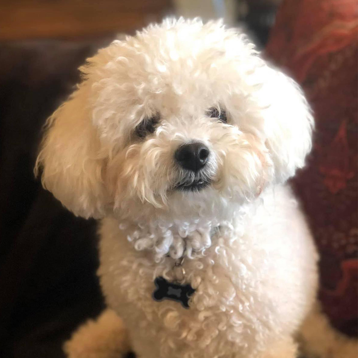 Meet karen g From san antonio texas and her almost five year old bichon frise tucker Her family has a long standing tradition of loving bichons in fact her father the colonel brought in the first of their bichons