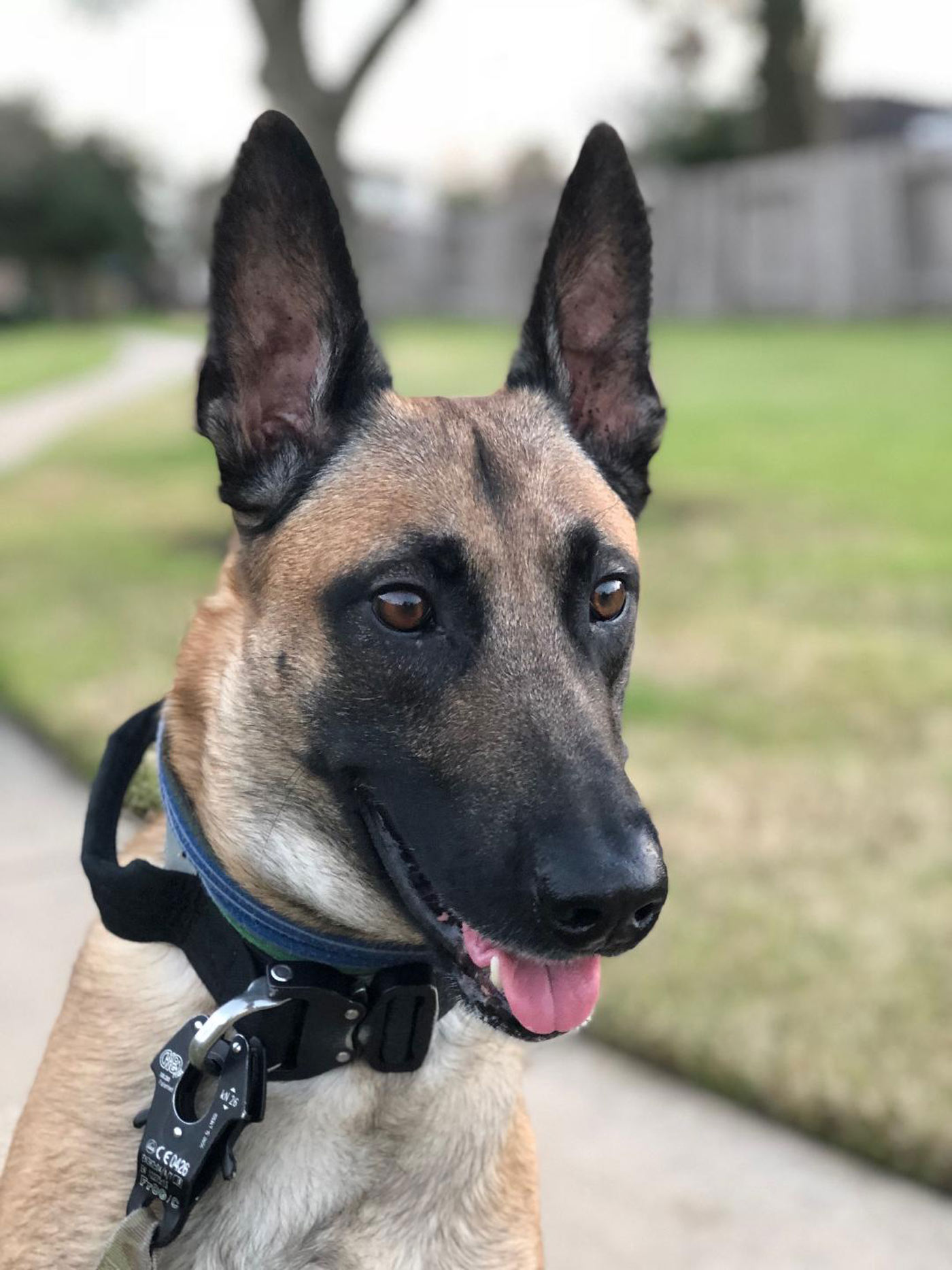 Dear Readers: Meet Audie! He is a Belgian Malinois. A type of highly intelligent shepherd, these dogs are used by the military and by the police.