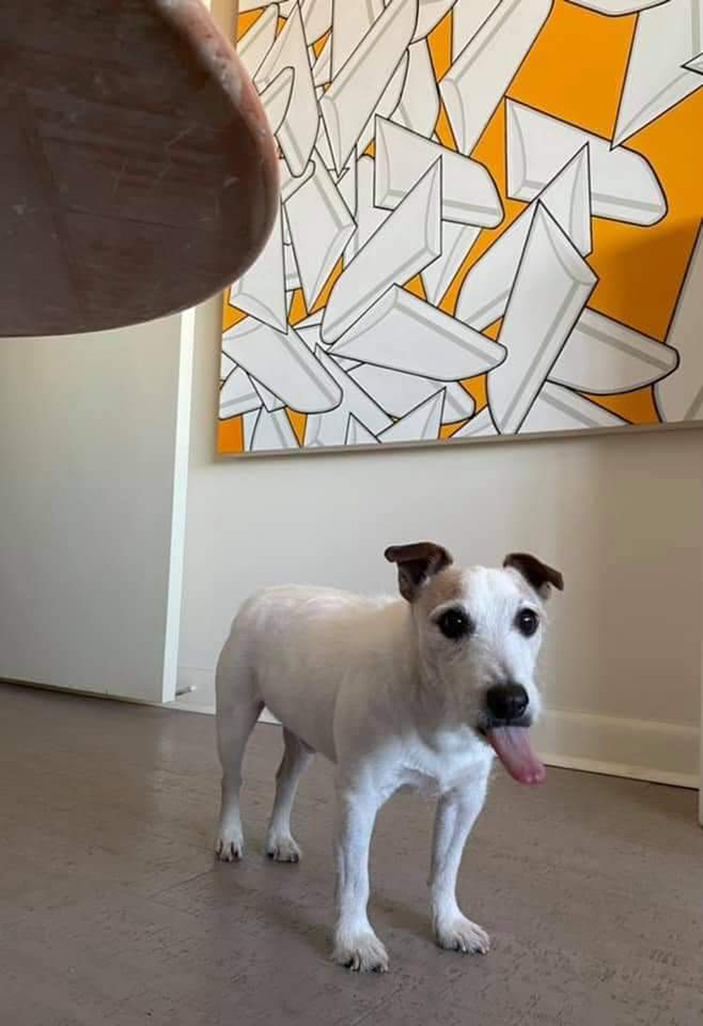 Meet Rocky. He’s Rod G. of San Antonio’s 14-year-old deaf rescued Jack Russell. Rod says he’s a happy little guy, and they have helped each other through some tough times.