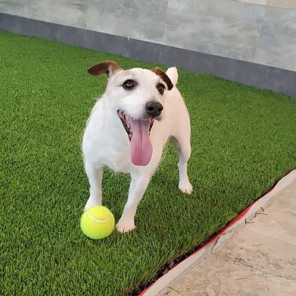 Meet rocky Hes rod g Of san antonios year old deaf rescued jack russell Rod says hes a happy little guy and they have helped each other through some tough times