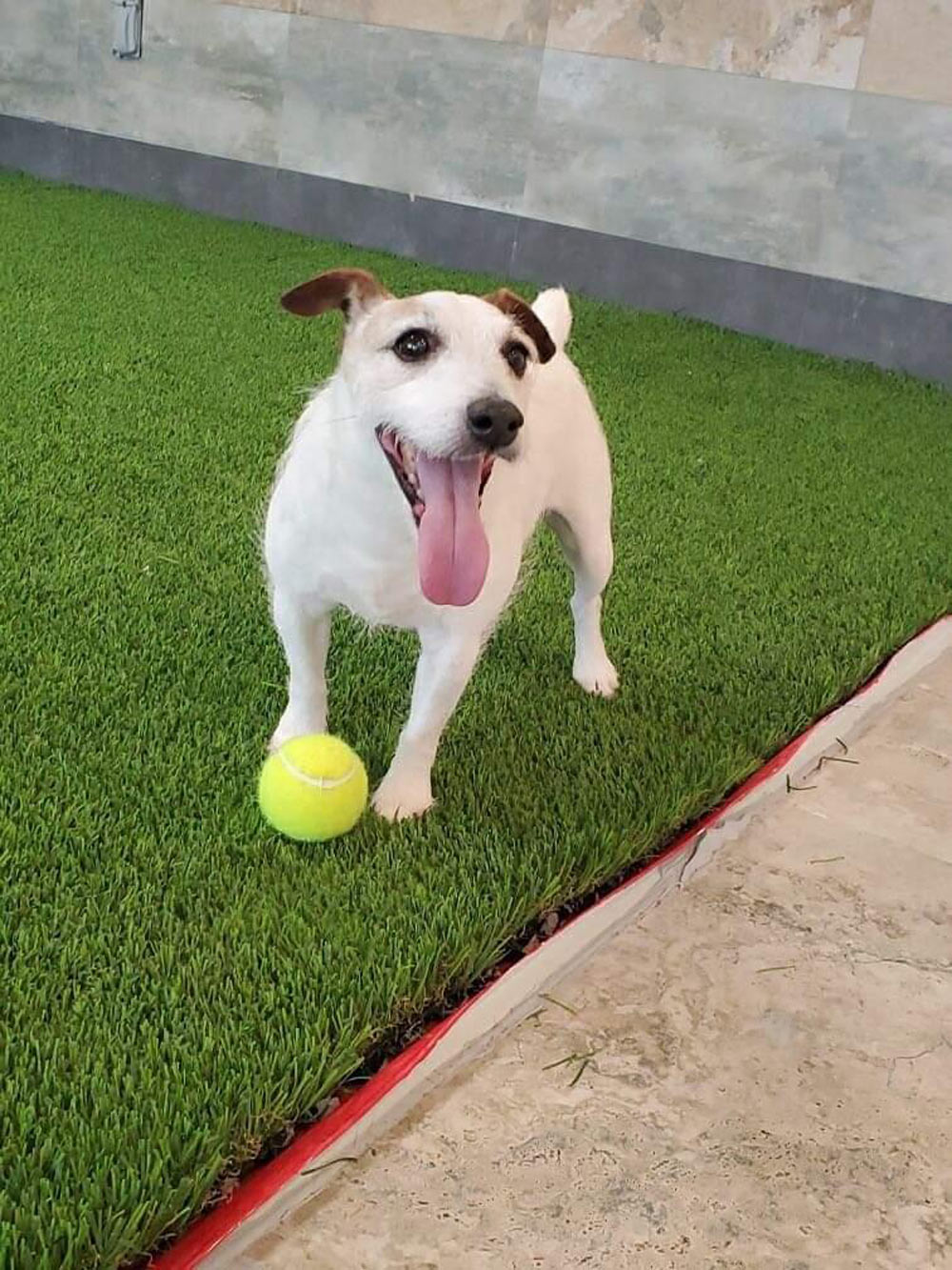 Meet Rocky. He’s Rod G. of San Antonio’s 14-year-old deaf rescued Jack Russell. Rod says he’s a happy little guy, and they have helped each other through some tough times.
