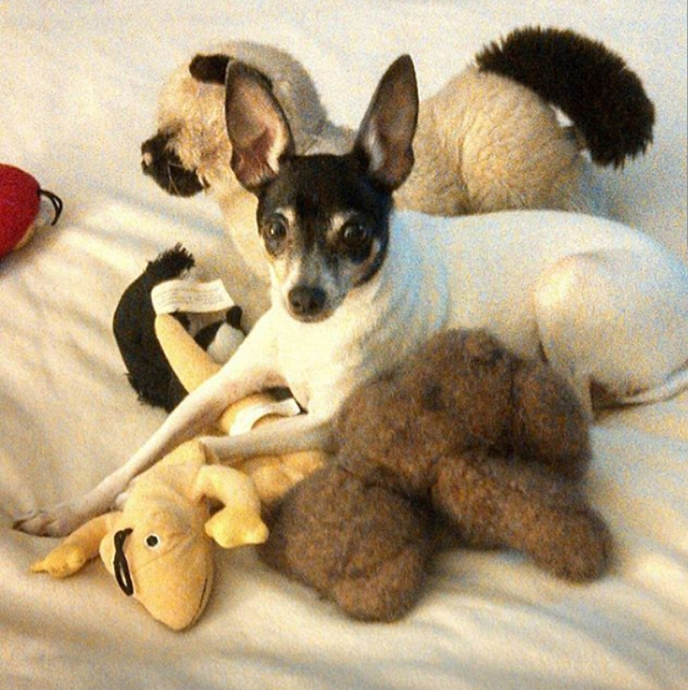 Diane K. sent in pics of her little buddy, Charlie, who, after mastering his mountain of toys and putting everyone in their place, is ready for a nap. Such a cutie!