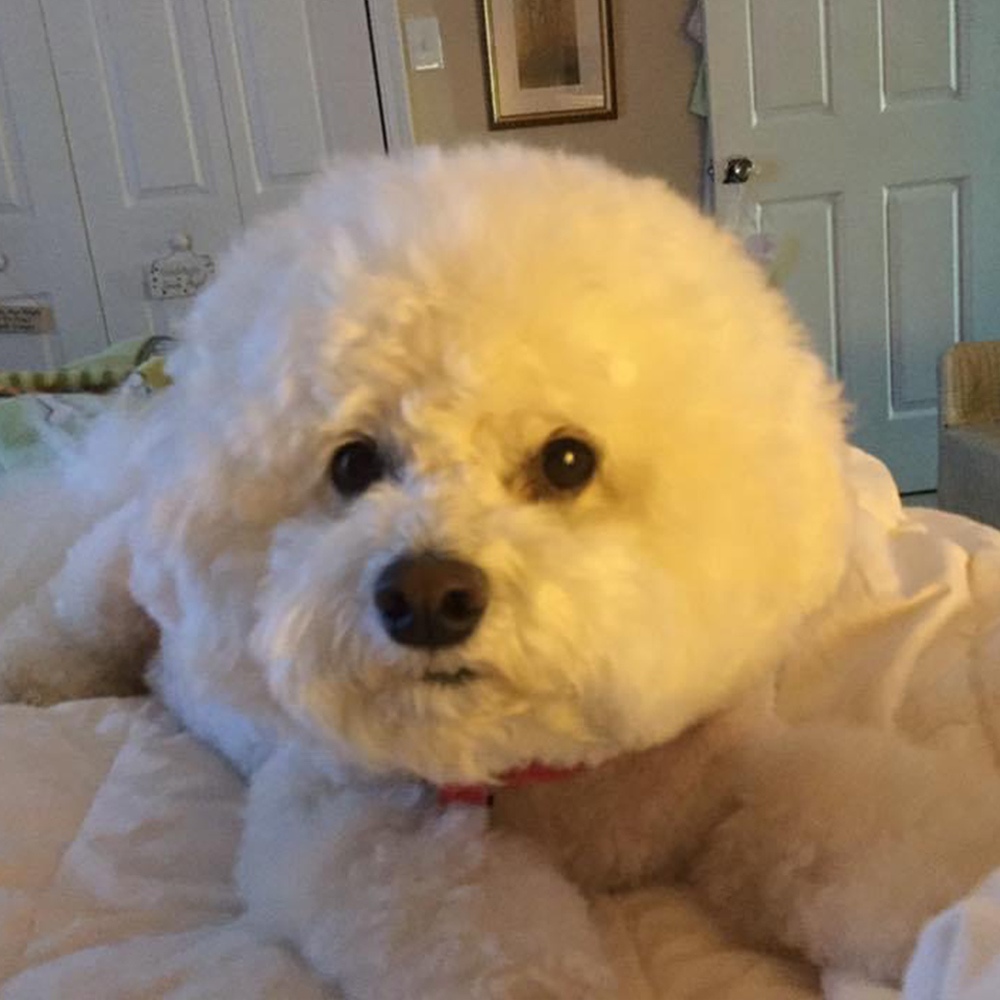 This is our sadie mae named after sadie hawkins day a year old bichon frise whom we love dearly