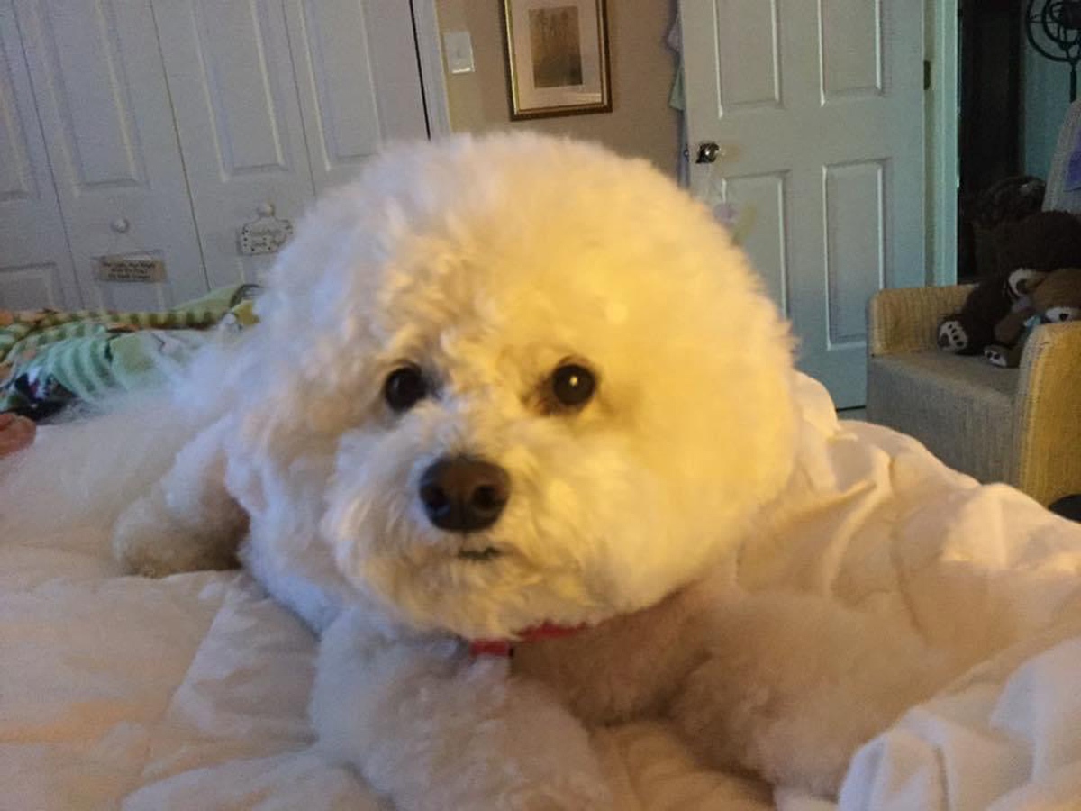 This is our Sadie Mae (named after Sadie Hawkins day), a 7-year-old Bichon Frise whom we love dearly.