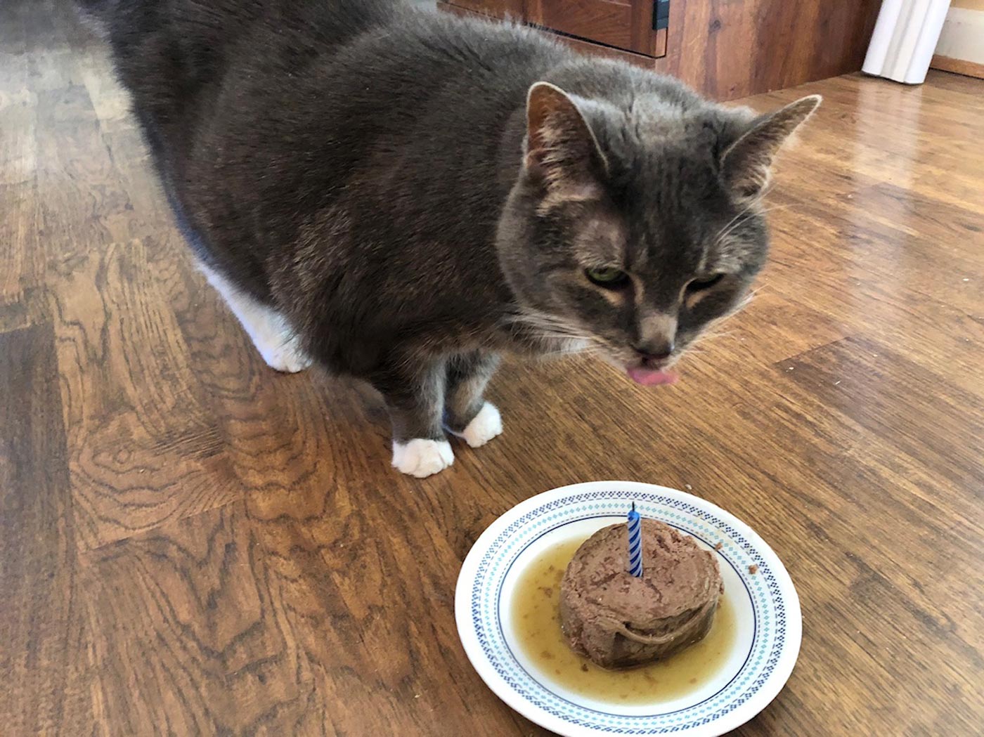 My dearest friend is Ticker, who just had her 17th birthday. We celebrated with a “cake.” She came from a family that didn’t want her anymore.