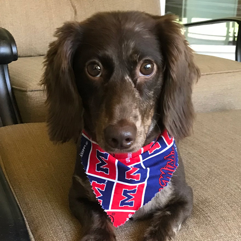 This is our pride and joy benny He is a year old miniature long haired dachshund His favorite hobbies are riding on the golf cart and chasing squirrels up trees