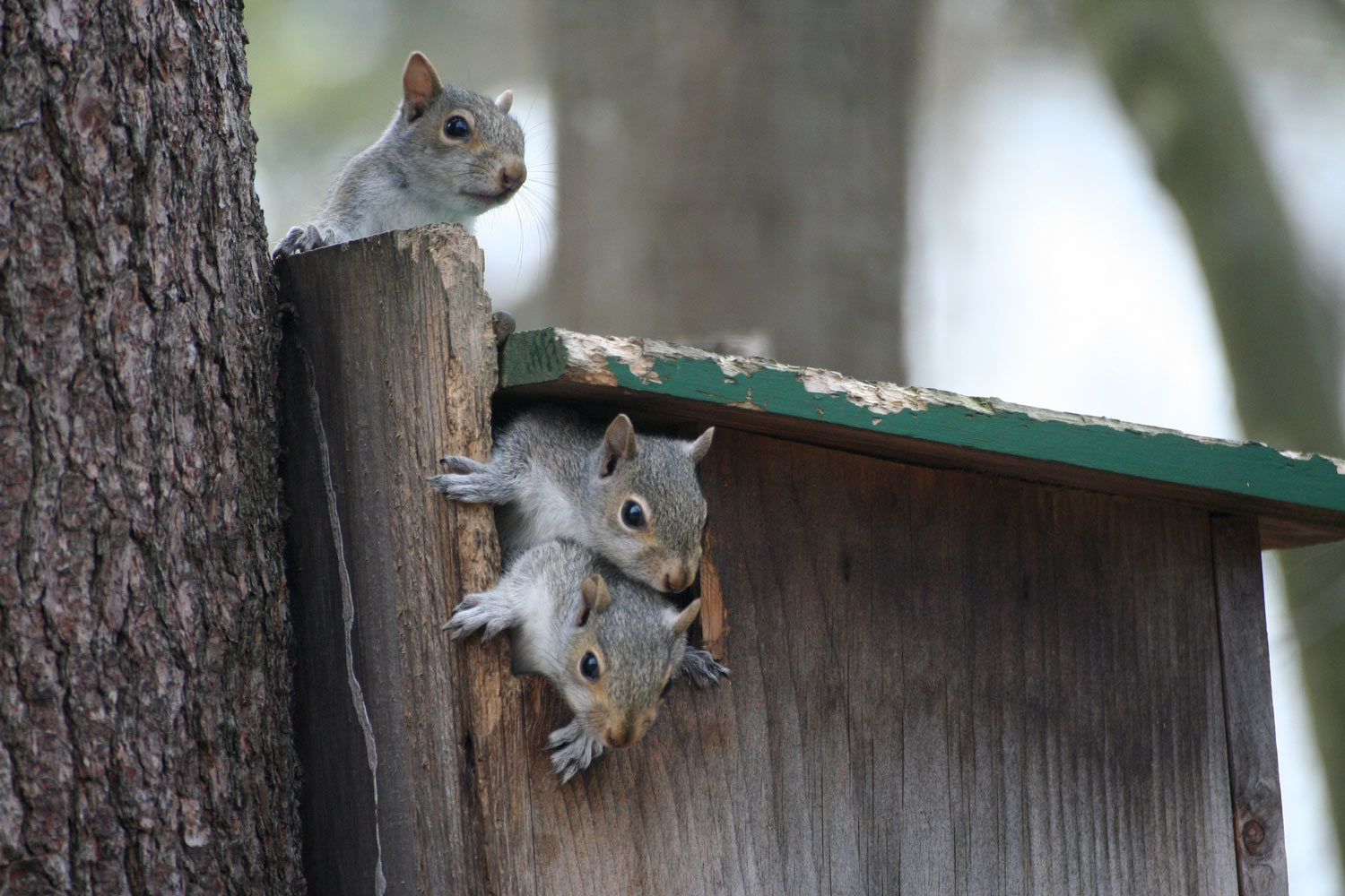 Baby squirrels climbing the Squirrel House.