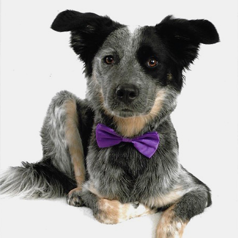 This is milo a blue heeleraussie shepherd rescue from oklahoma This was his official photo for a cutest pet contest fundraiser for the local aspca He won first place We think it was the ears that put him over the top