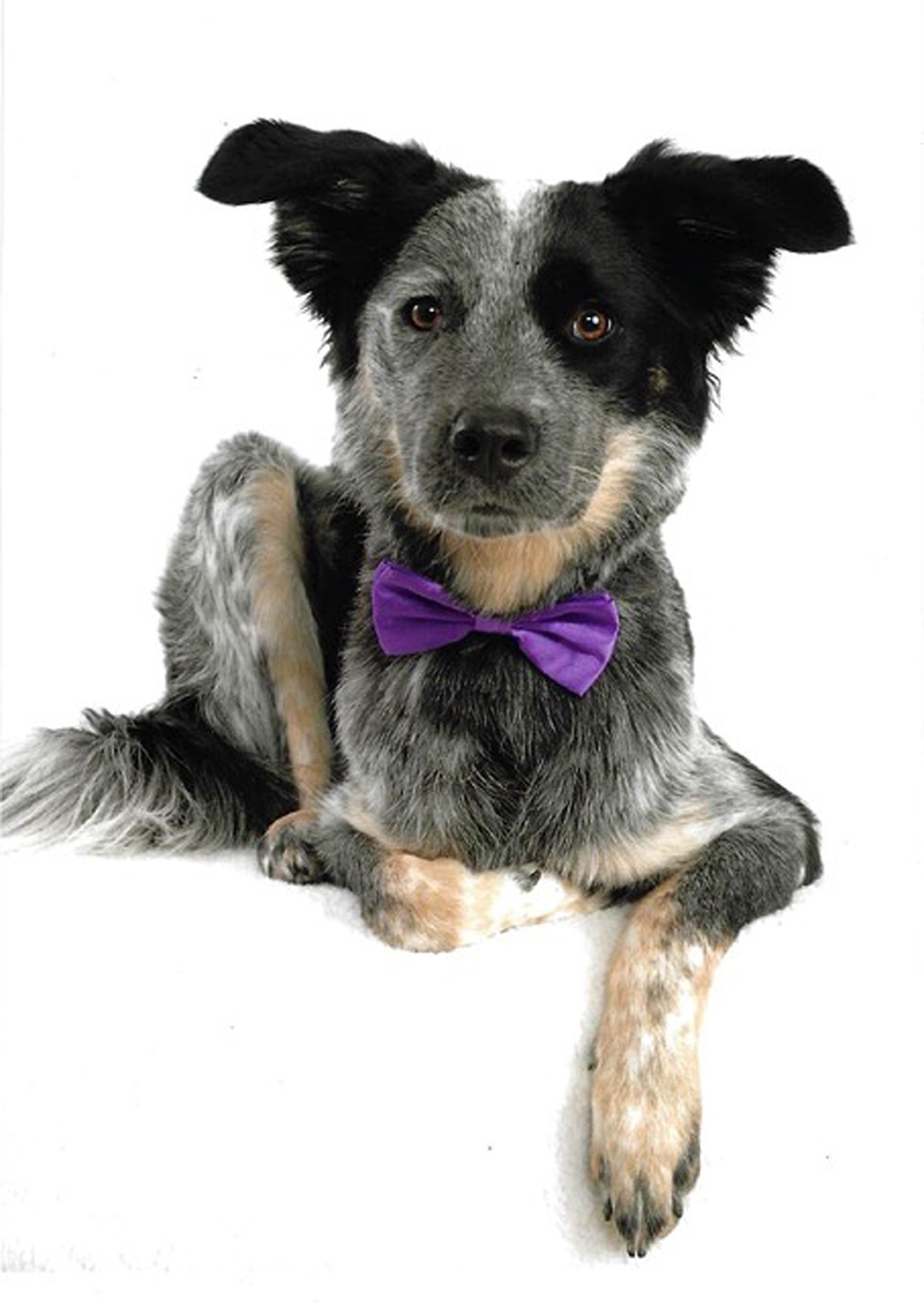 This is Milo, a blue heeler/Aussie shepherd rescue from Oklahoma. This was his "official" photo for a Cutest Pet Contest fundraiser for the local ASPCA. He won first place! We think it was the ears that put him over the top.