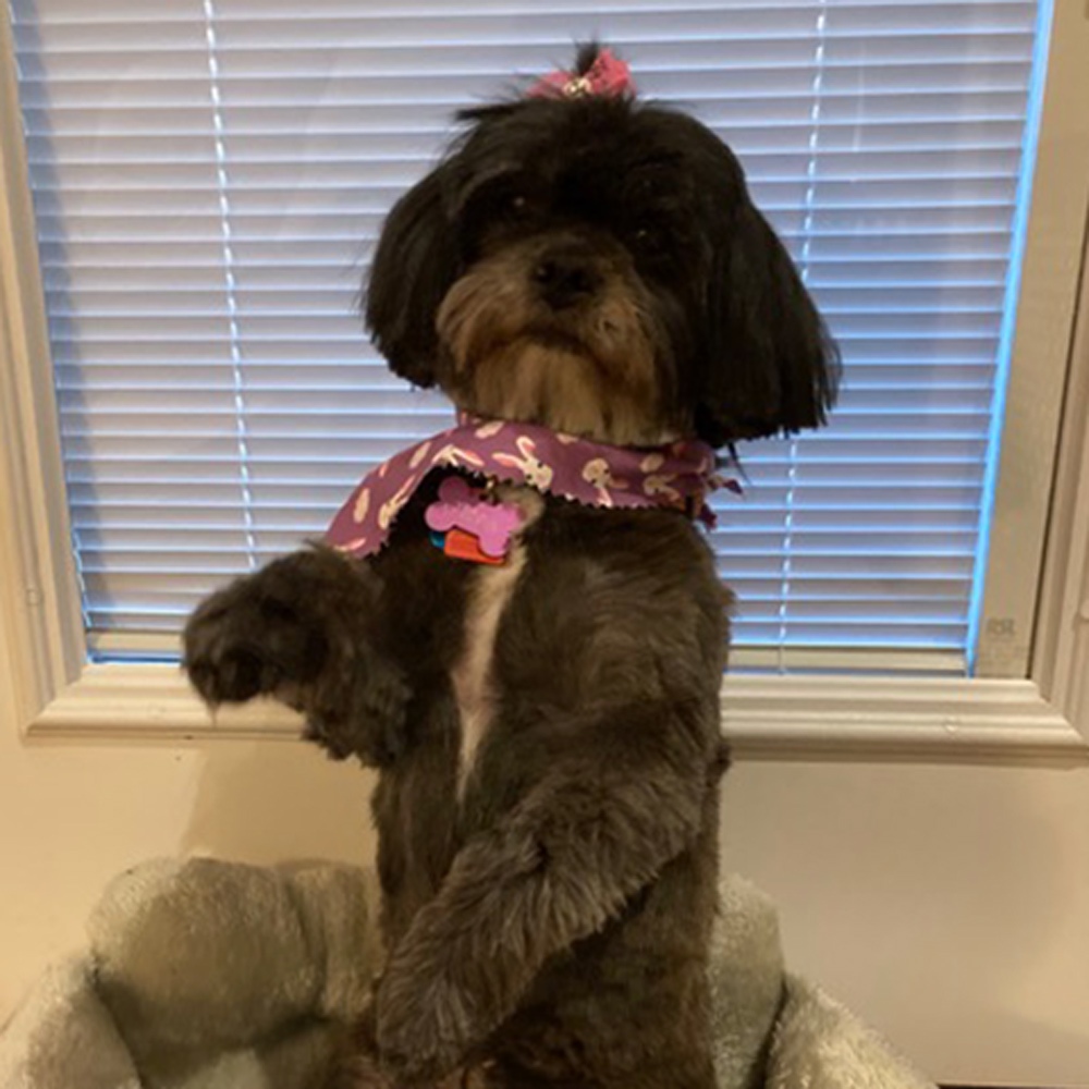 This is pippa our grand dog in the pose she does when she wants a belly rub or special treat Shes ten years old Our daughter has had her for about nine months but she is family to all of us Shes a lhasa apso Love your column judy kaufman
