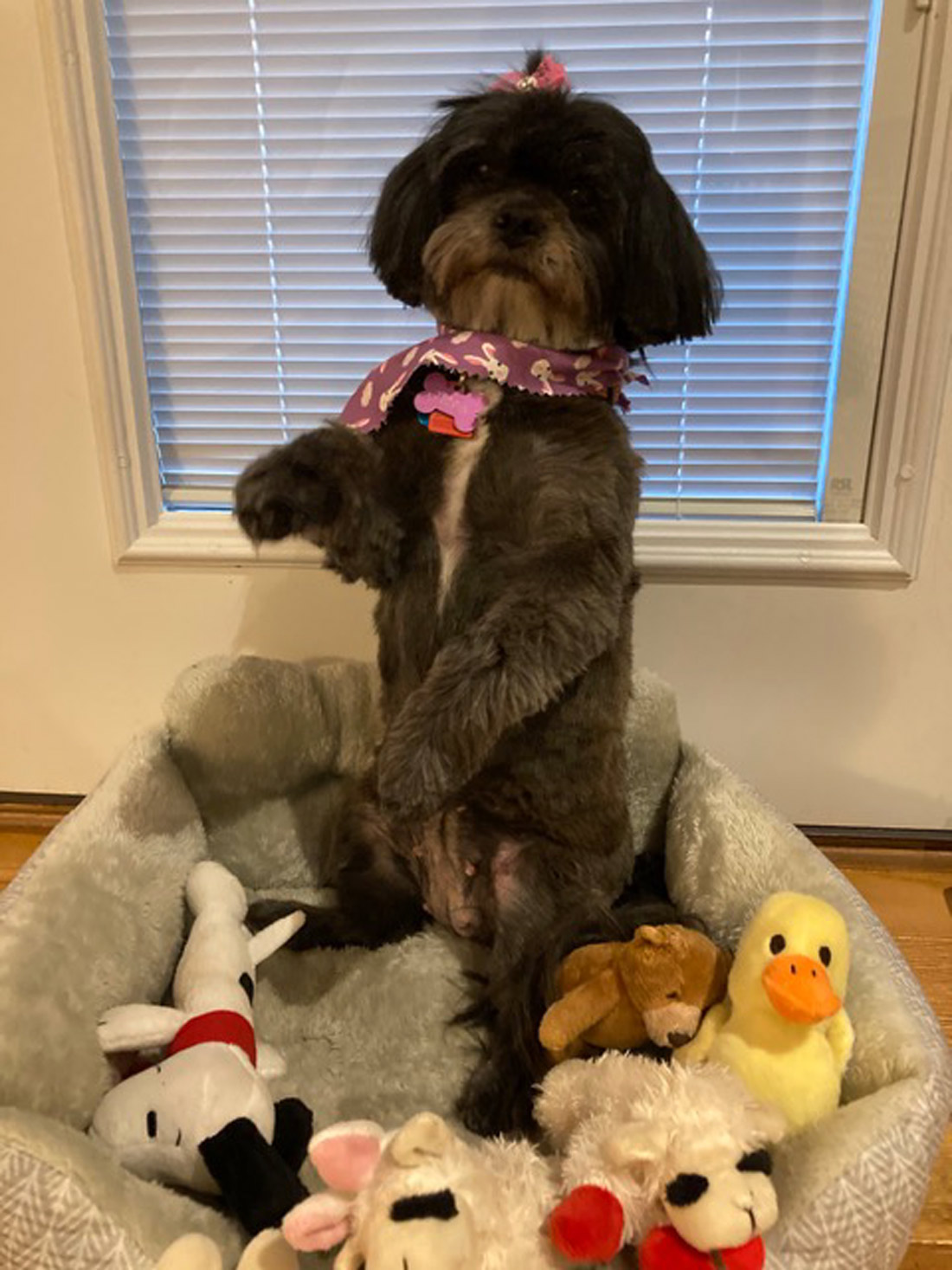 This is Pippa, our grand-dog, in the pose she does when she wants a belly rub or special treat. She’s ten-years-old. Our daughter has had her for about nine months, but she is “family” to all of us. She’s a Lhasa Apso. Love your column! – Judy Kaufman