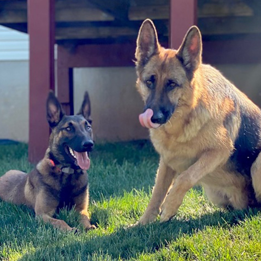 This is dax a year old german shepard playing with his new pal month old chase a belgian malinois Both live in drums pa Tim charter owner