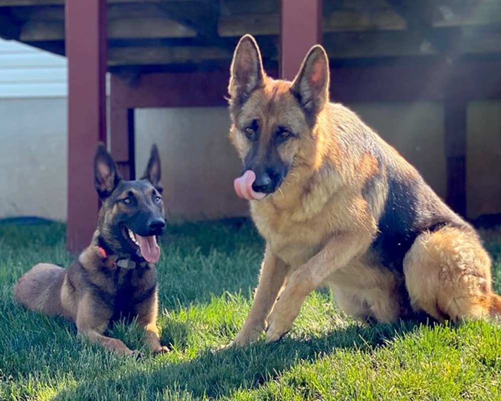 This is Dax, a 7-year-old German Shepard, playing with his new pal, 6-month-old Chase, a Belgian Malinois. Both live in Drums, Pa. Tim Charter, owner.