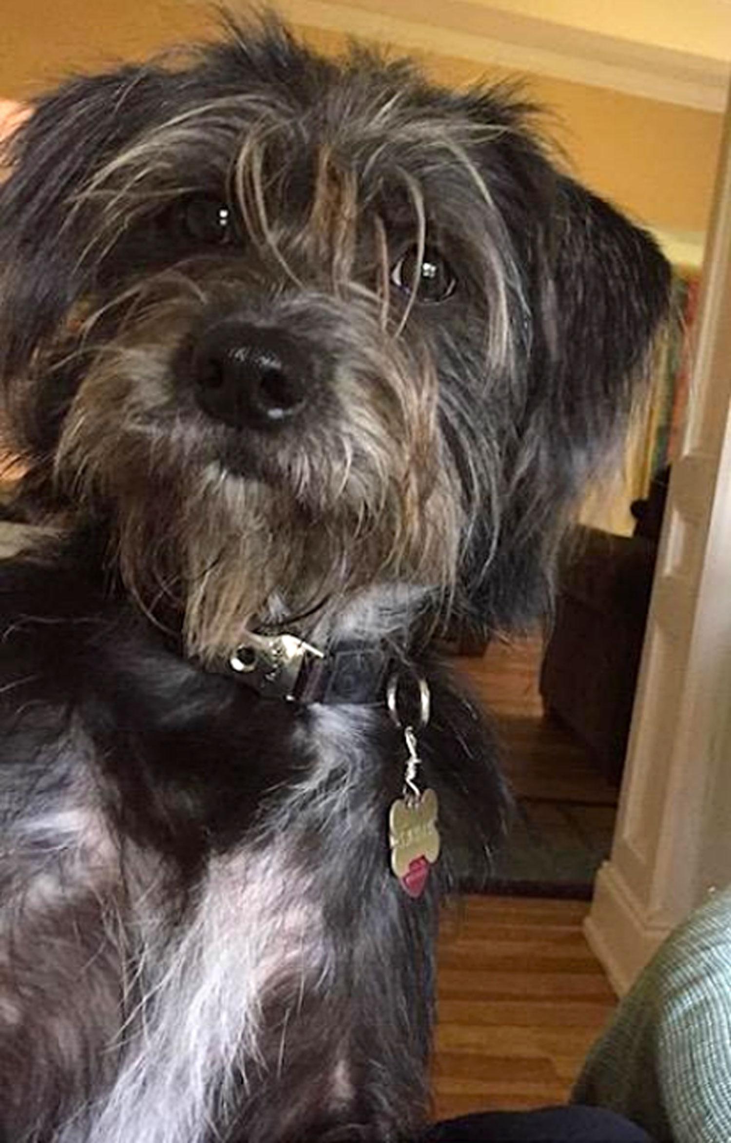 Dear Readers, this is Sadie, a 6-year-old terrier mix, who was adopted from Animal Defense League. She is sweet, friendly, loves any moving thing, even her cat siblings. — Nancy Pawlas