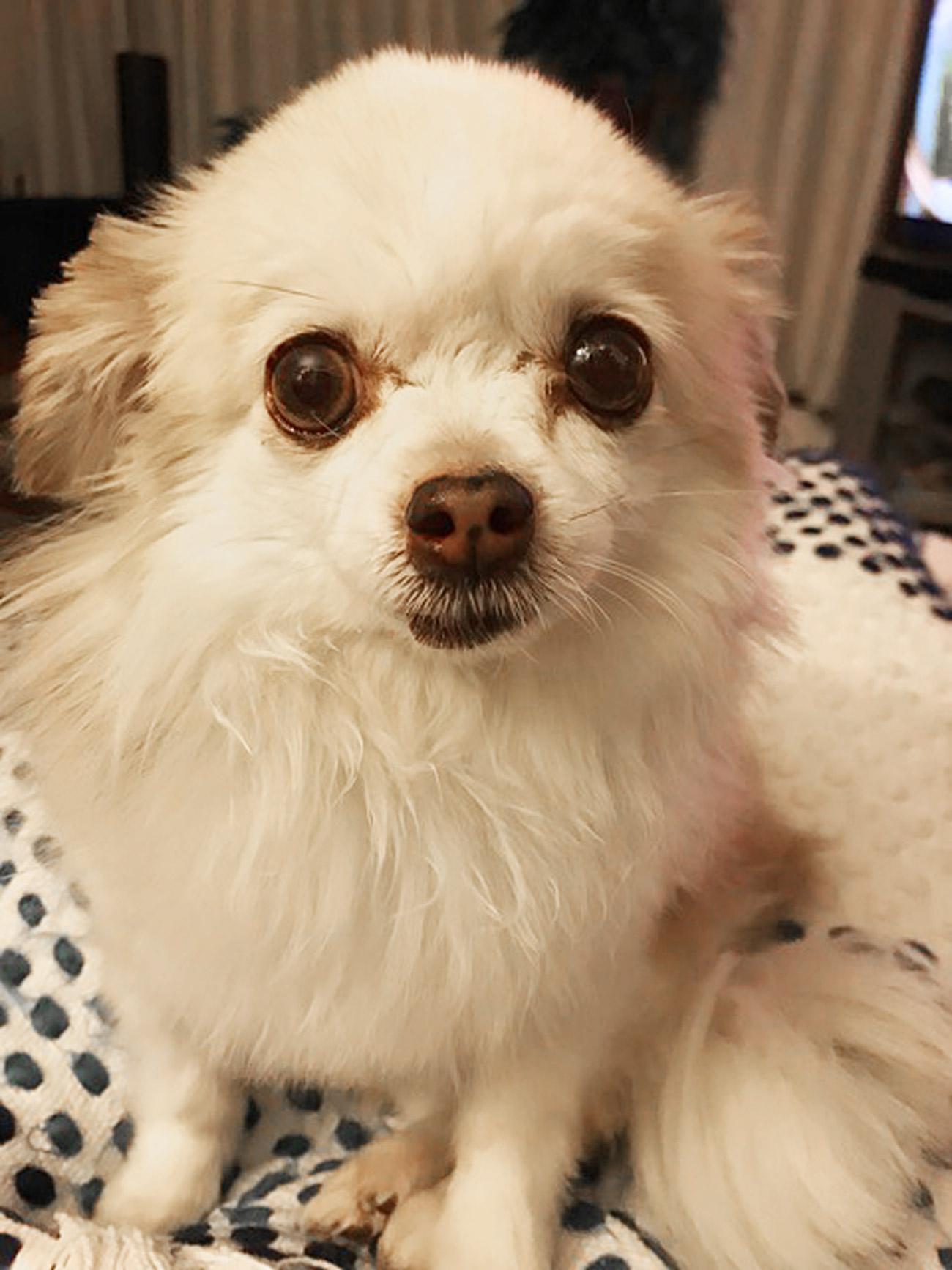Dear Readers, this is my daughter, Mallory’s, long-haired Chihuahua named Duffy. He keeps me company while she is away at college. — Stephanie, Augusta, Maine