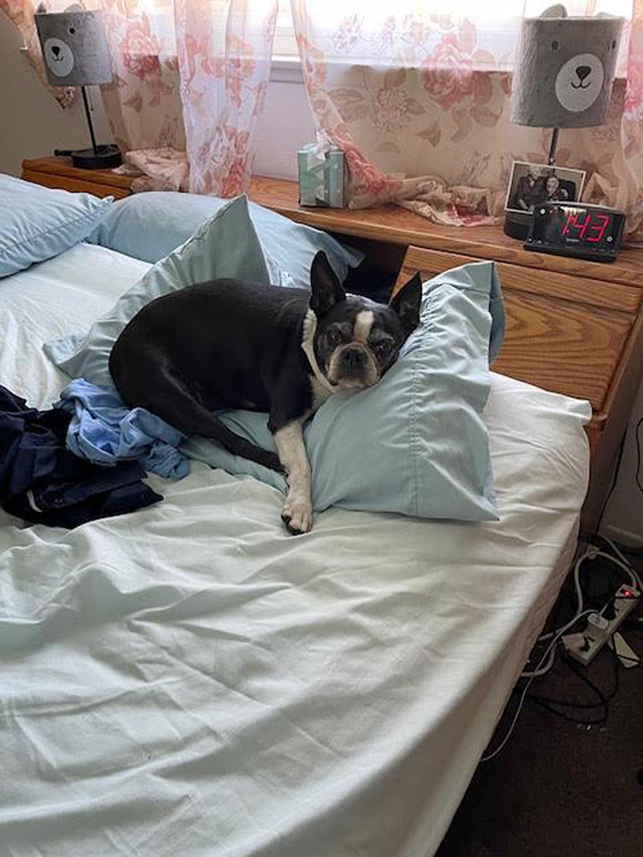 Dear Readers, this is Lucy, my Boston Terrier. She is 13-years-old and misses her mommy because she’s got a broken hip.