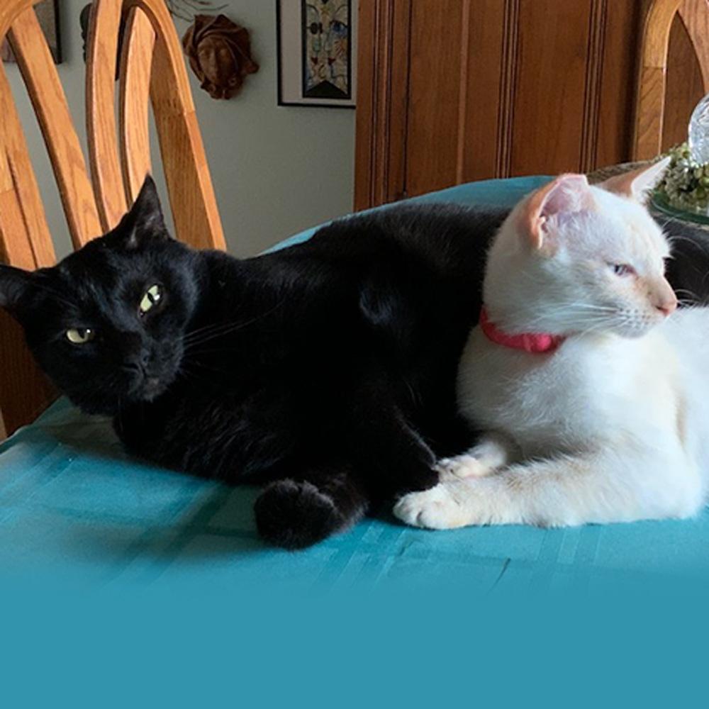 Nancy powlas of san antonio tx sent in a photo of her two darling cats jack and lady edith as they relax atop the kitchen table
