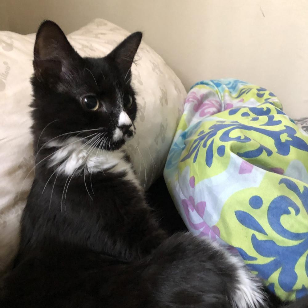 Gracie M., from Levittown, NY sent in her photo of her newly adopted female cat named Logan. Logan is a Tuxedo cat, so she's always ready for a formal affair. She also loves to play fetch.