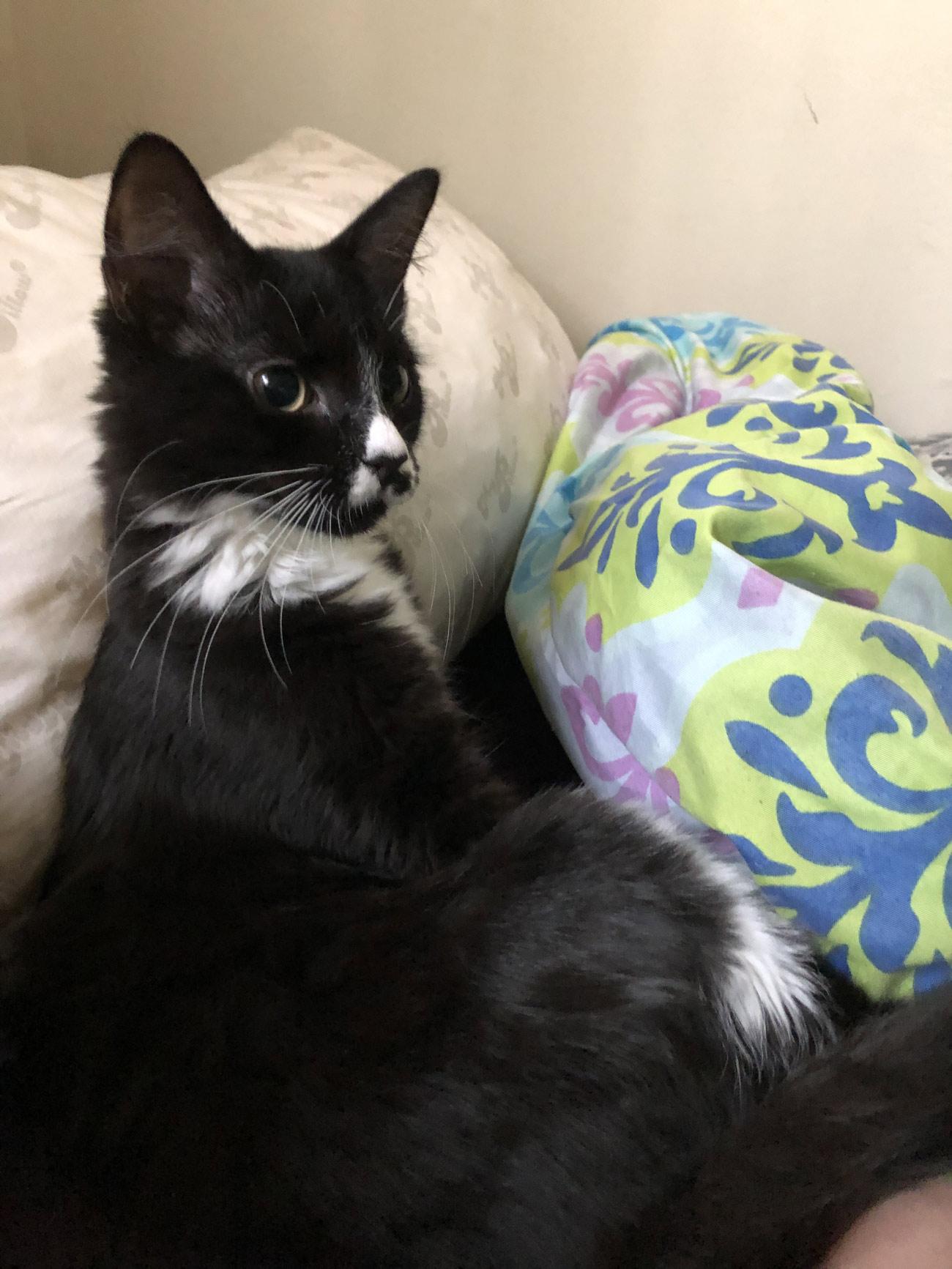 Gracie M., from Levittown, NY sent in her photo of her newly adopted female cat named Logan. Logan is a Tuxedo cat, so she's always ready for a formal affair. She also loves to play fetch.