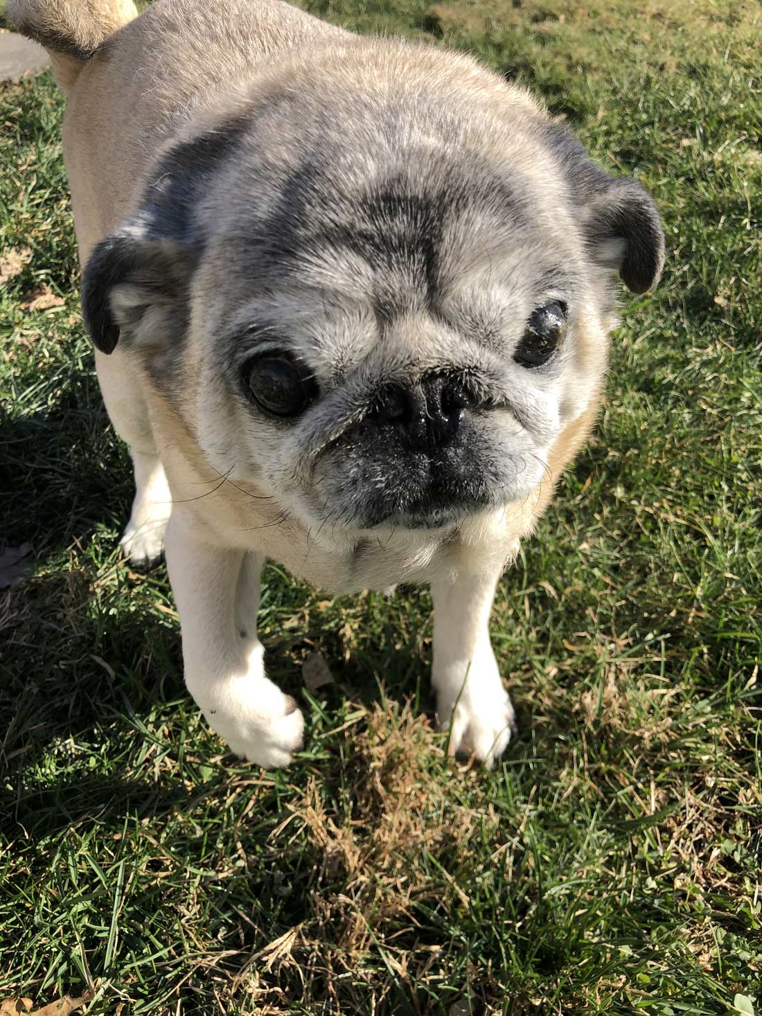Cathy M. from Long Island, NY sent in a photo of her 13-year-old pug Teddy, taking a gingerly walk outside in the cool weather. Teddy likes to eat vegetables and fish. He also likes to rub his face in the grass.