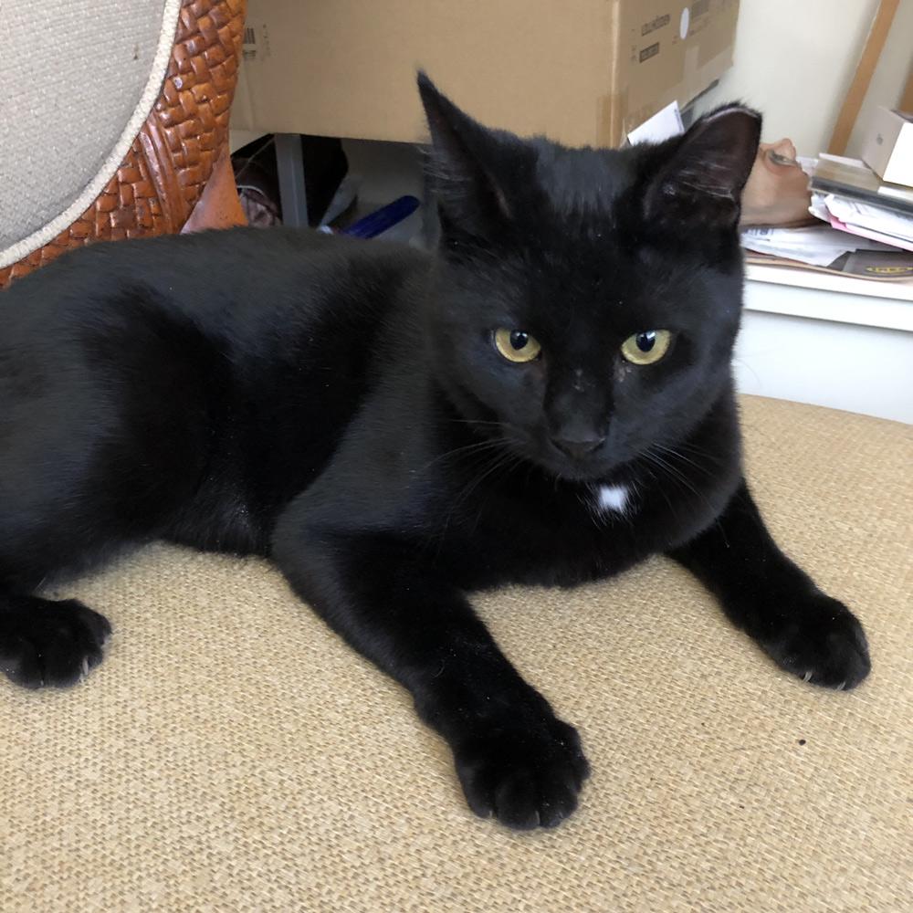 Thomas M. sent in a photo of his rescued cat Aries. She has beautiful eyes and, although her coat is black, there's a small patch of white on her chest. As the first sign in the zodiac, the presence of Aries always marks the beginning of something energetic and turbulent.
