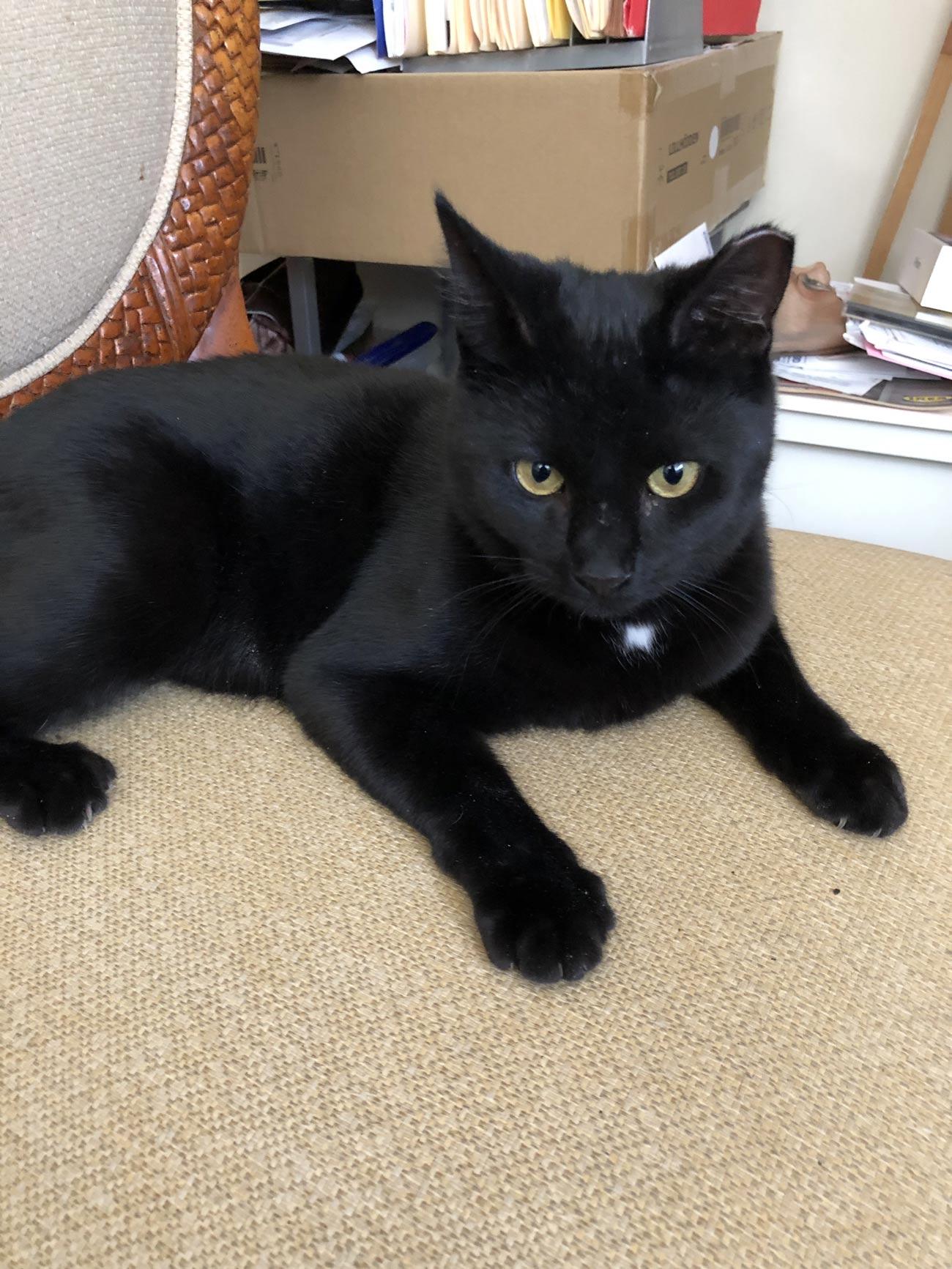 Thomas M. sent in a photo of his rescued cat Aries. She has beautiful eyes and, although her coat is black, there's a small patch of white on her chest. As the first sign in the zodiac, the presence of Aries always marks the beginning of something energetic and turbulent. 